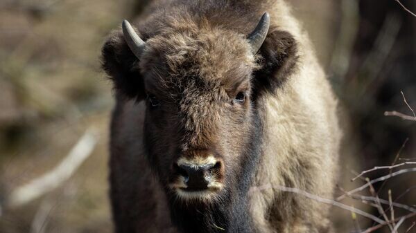    © Getty Images / picture alliance