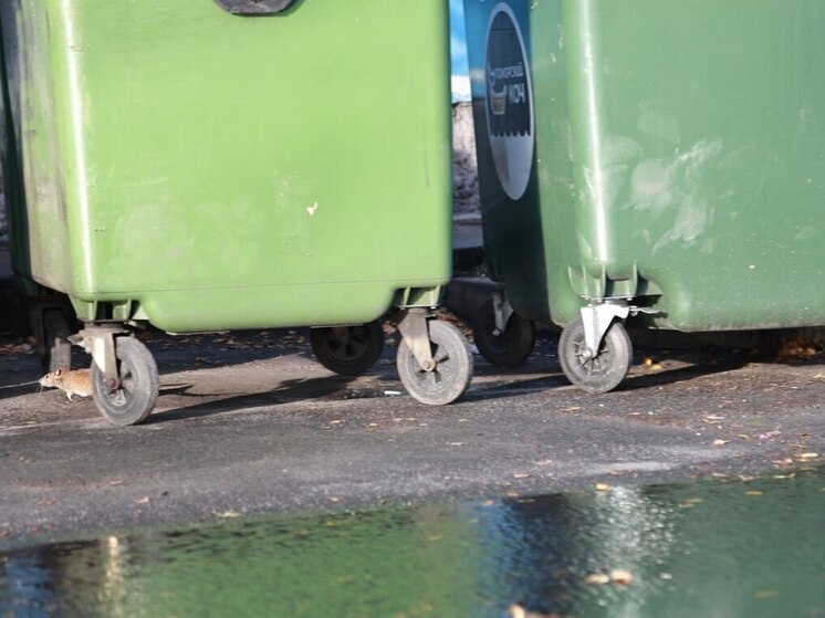     Подрядчики будут работать на спецтехнике и фиксировать процессы фотоотчётами.Фото: архив МК в Питере