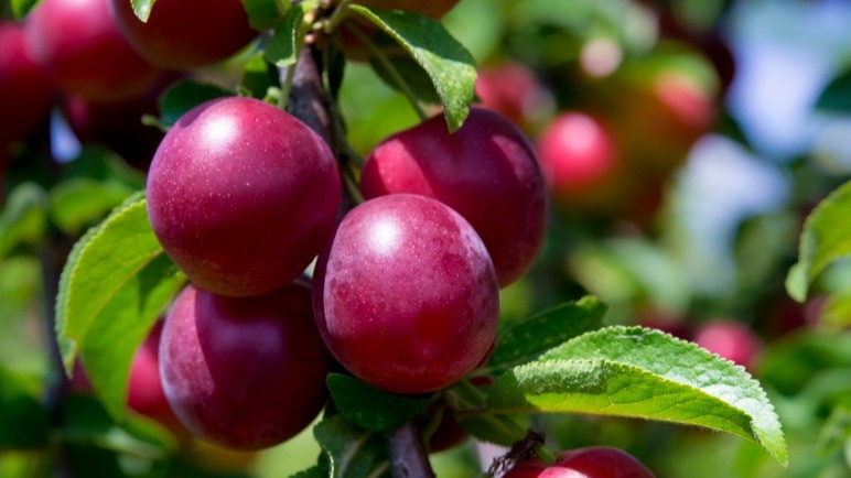 Исправил 5 ошибок с садовой сливой. Теперь урожай в 3 раза больше