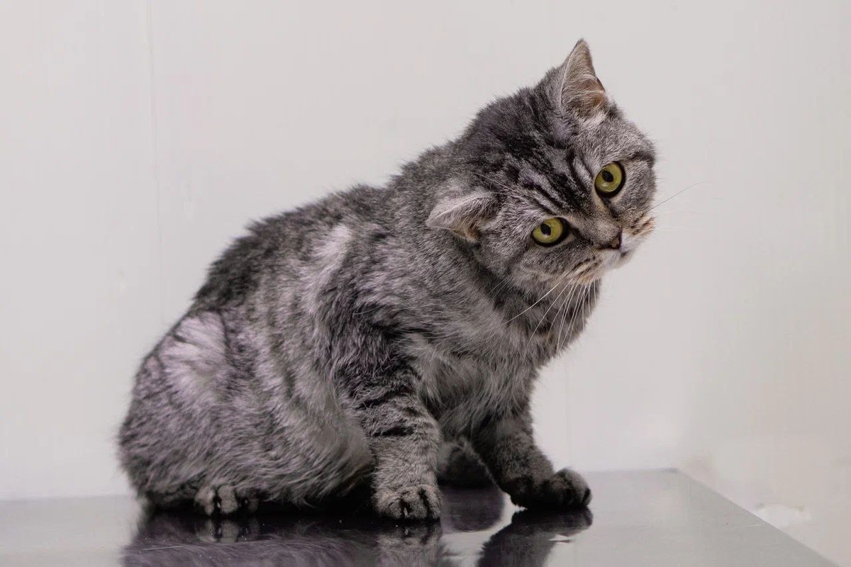 Улучшить состояние питомца пока не удается...