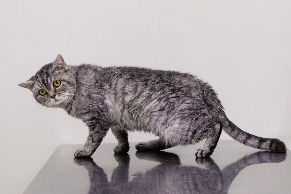 Ситуация с Агатой усугубляется тем, что болезнь эта неизлечима...