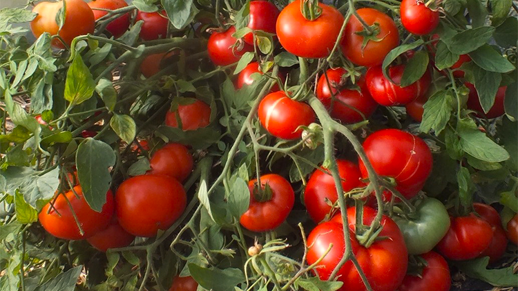 томат Монгол карлик