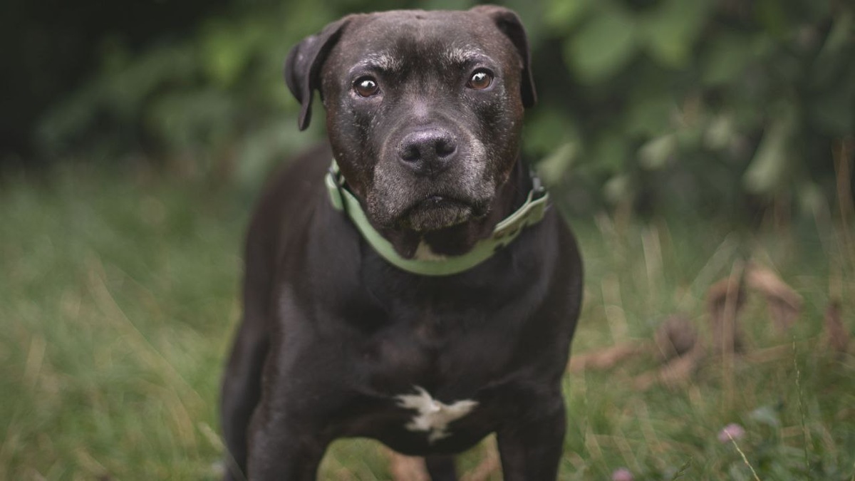 Йода на фотоссесии этим летом