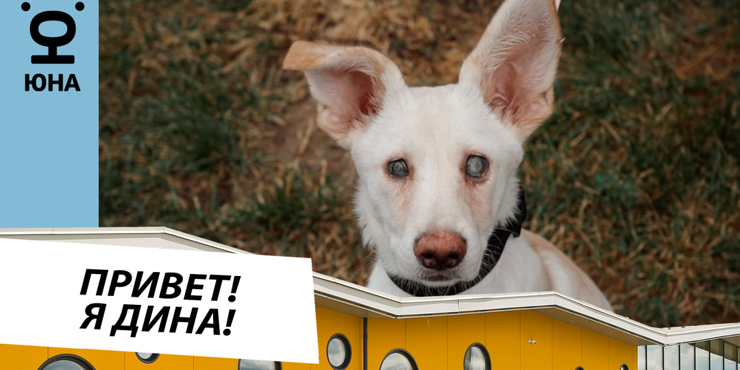 Дина: необычная собака с голубыми глазами ищет дом