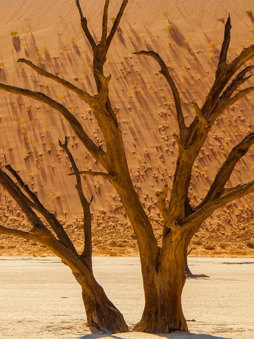 Четыре дерева, которые стали источниками вдохновения для коллекции De Beers Essence of Nature: верблюжий терн, баобаб, жакаранда и канадский клён (4 фото)