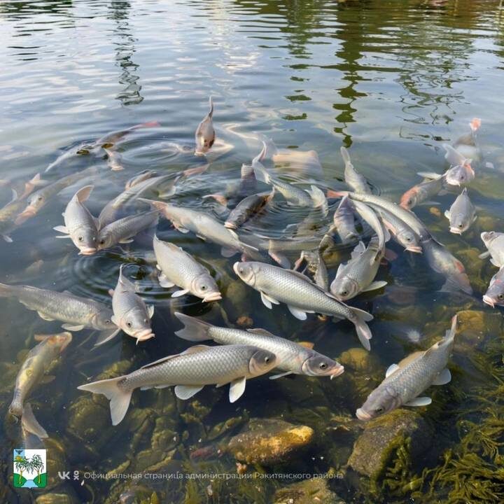  Фото: Администрация Ракитянского района / Telegram