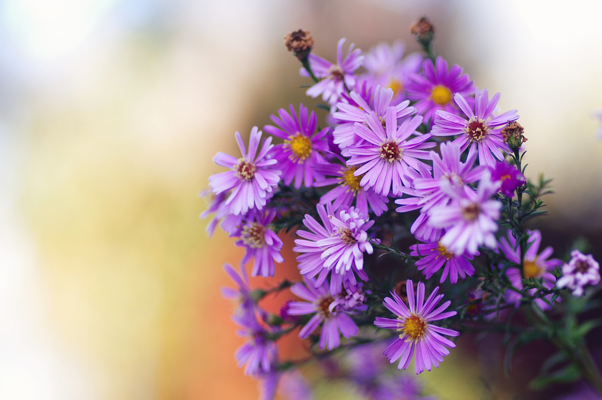 Осенние хризантемы на фоне пожелтевшей листвы. Октябрь.