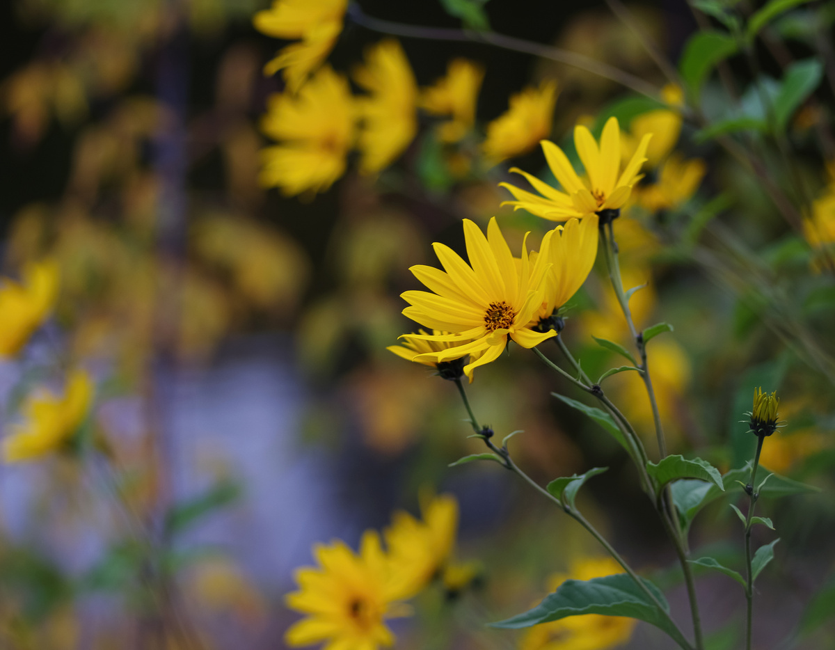 Топинамбур в октябре.