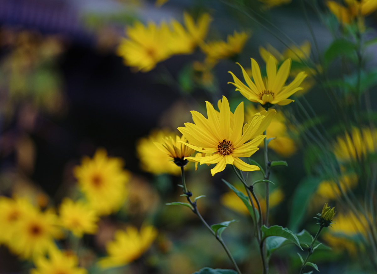 Топинамбур в октябре.