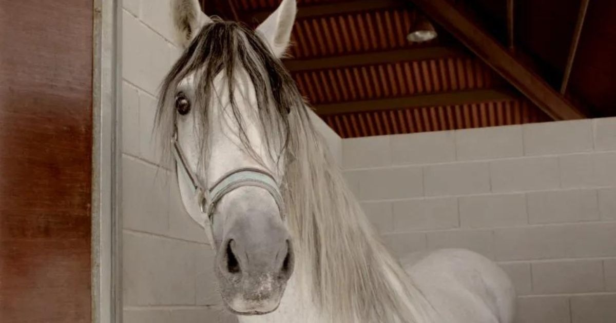 Есть несколько способов снизить риск развития астмы у вашей лошади.