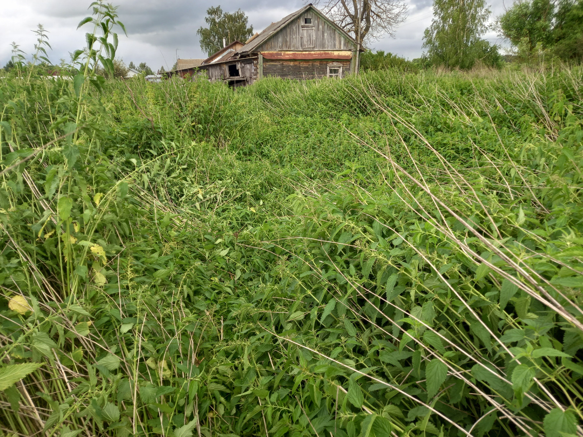Пустырь и заброшенный дом за ним