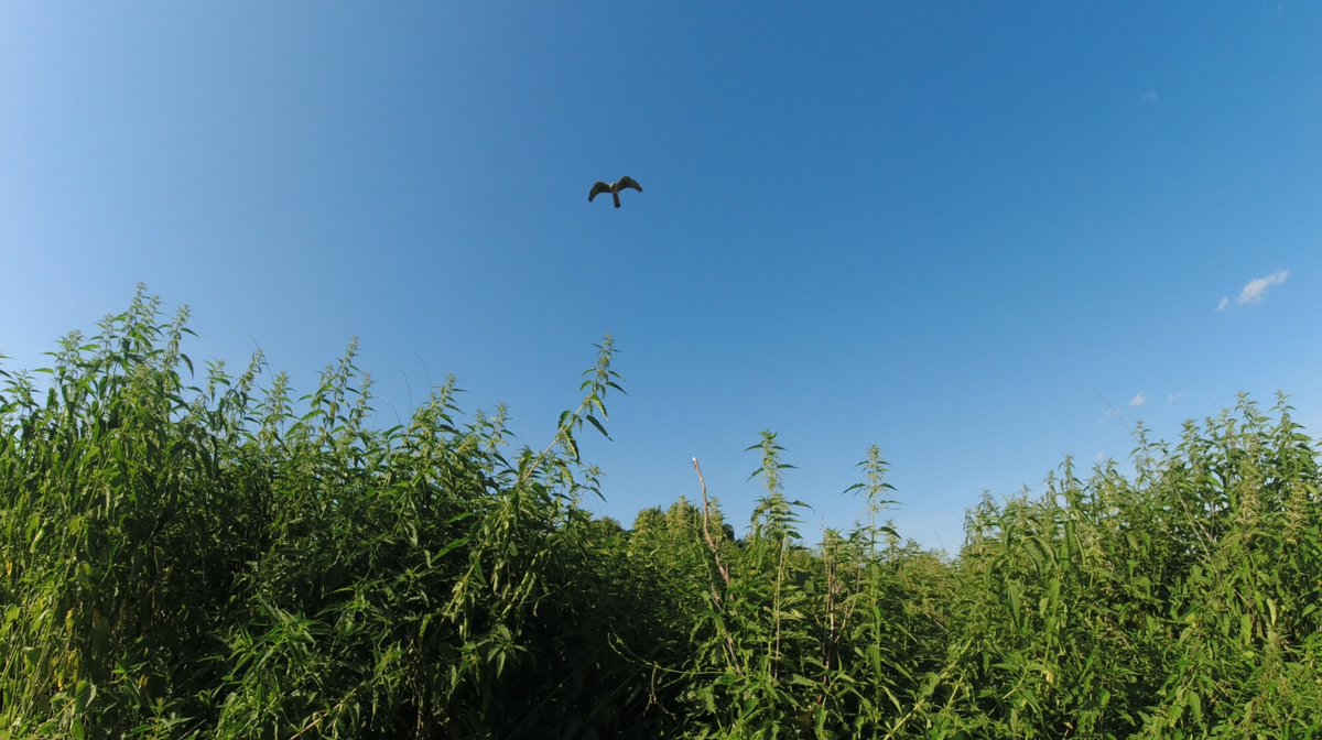 Луниха снижается над пустырем