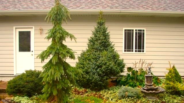 ель возле дома