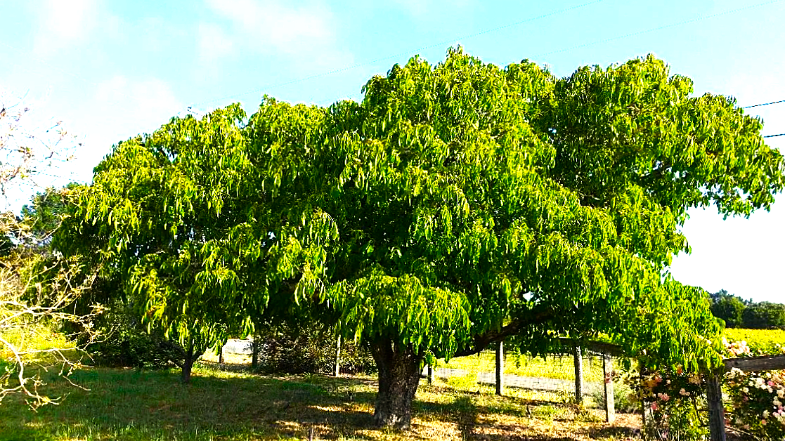 грецкий орех