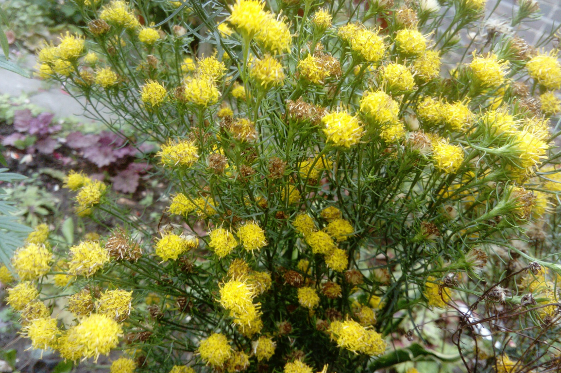 астра льнолистная