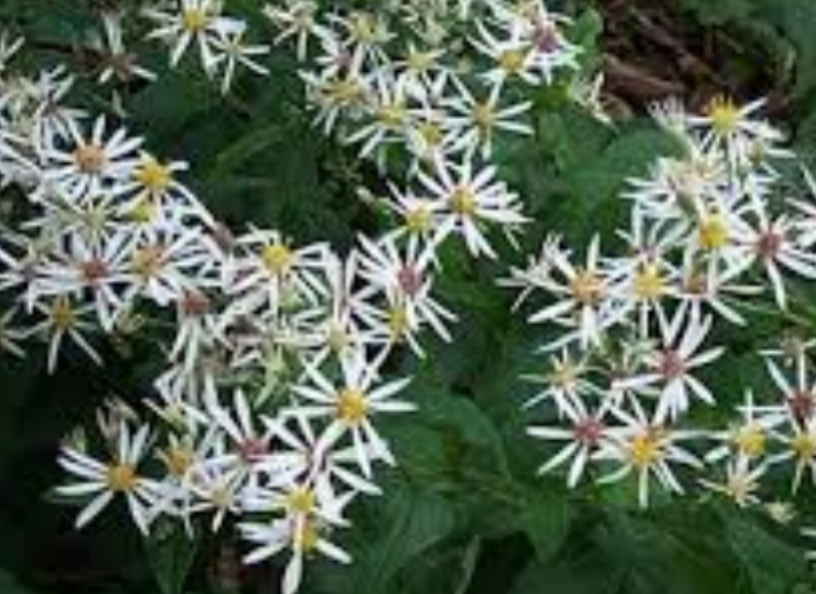 астра растопыренная