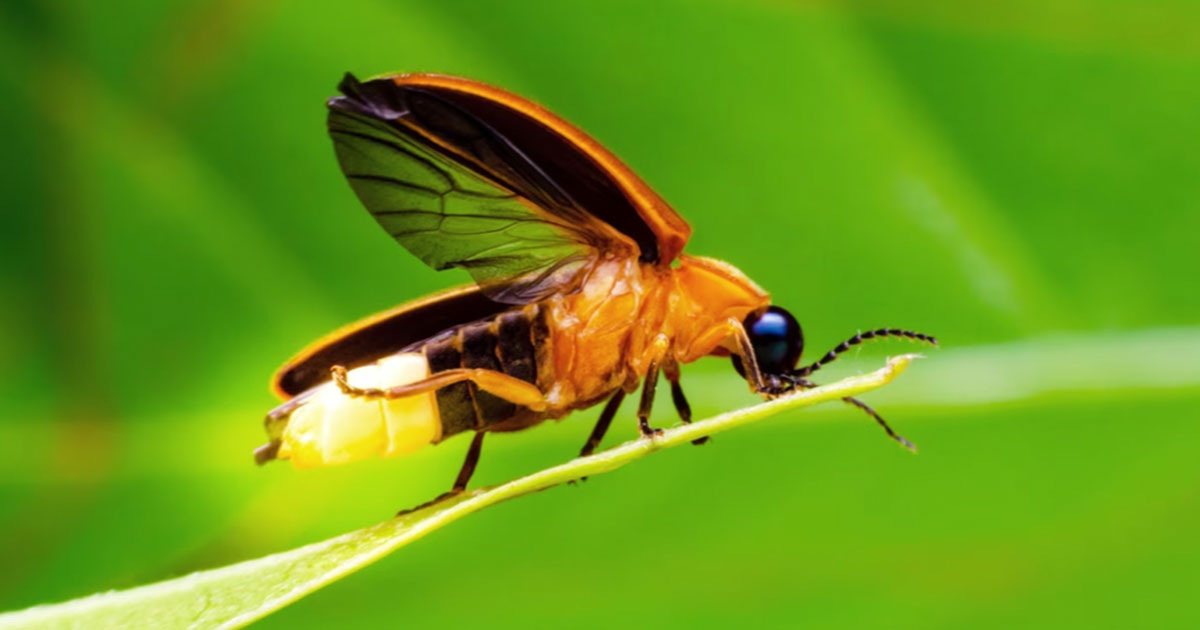 Khlungcenter / Shutterstock