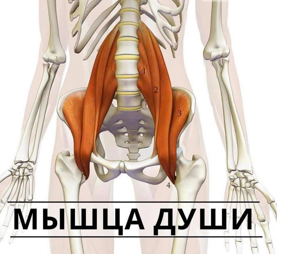 Подвздошно-поясничная мышца.