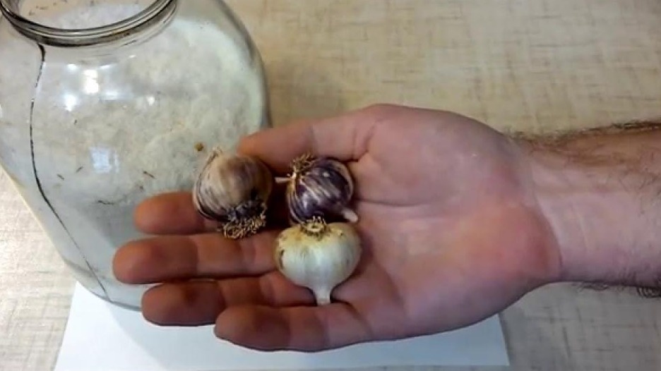 Популярные методы, которые губят чеснок за месяц