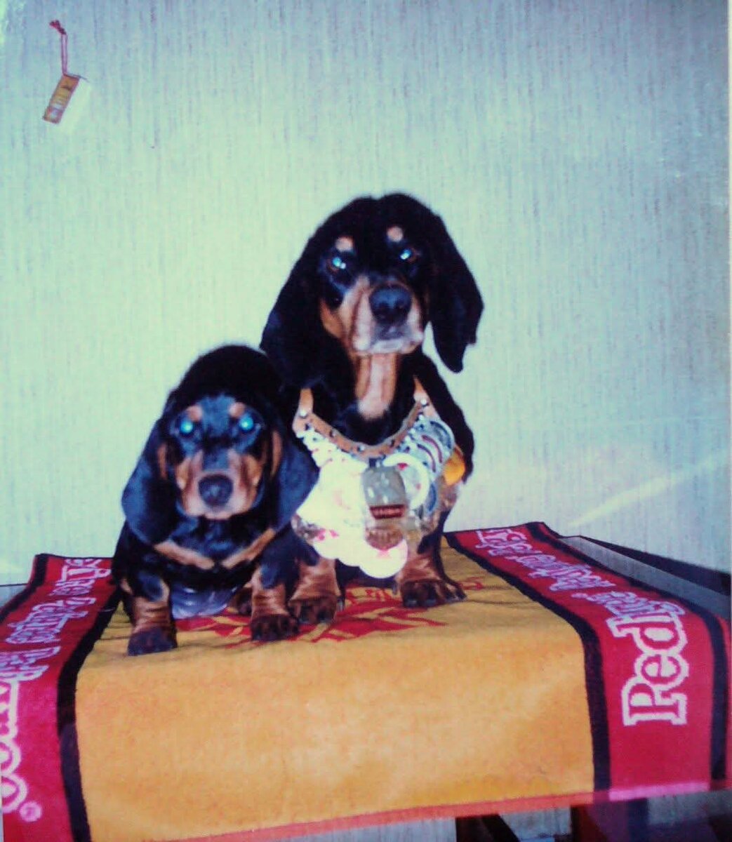 Йорк Шервуд и Кусёна, охотница на крыс