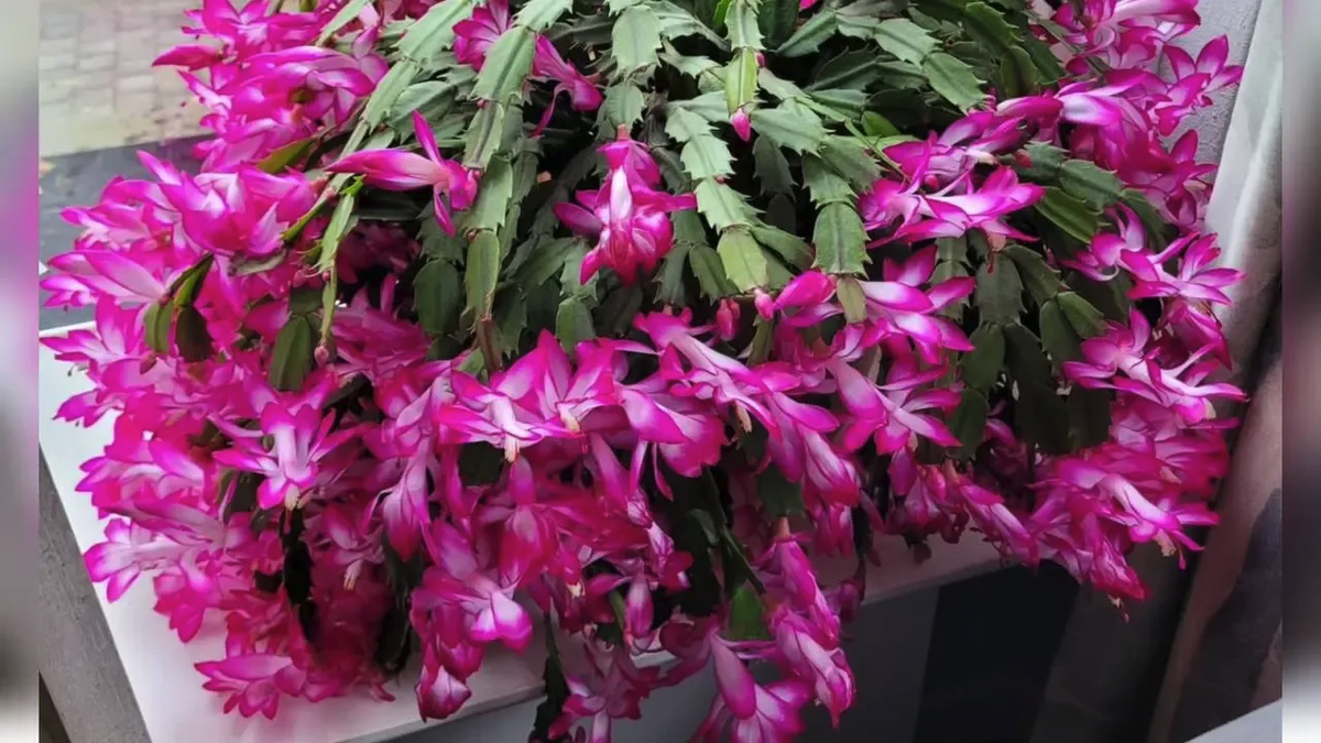 Декабрист требует много места и лучше всего цветёт в прохладе.