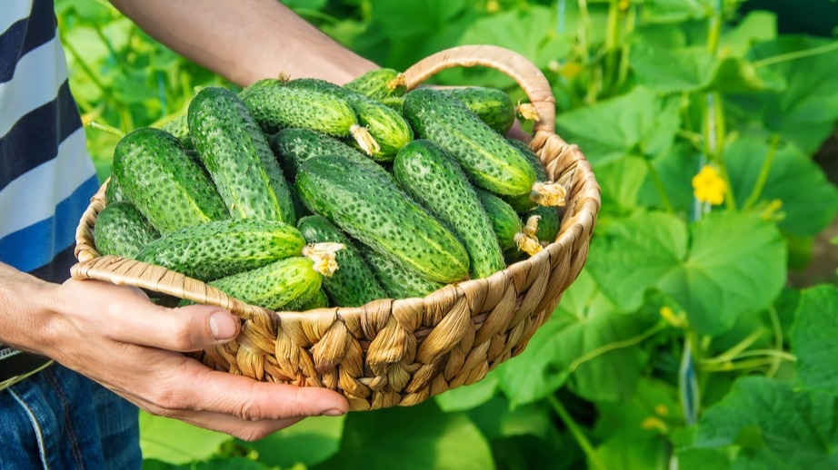 Урожайные гибриды дают в 2 раза больше зеленцов. Проверил 4 варианта - делюсь результатами