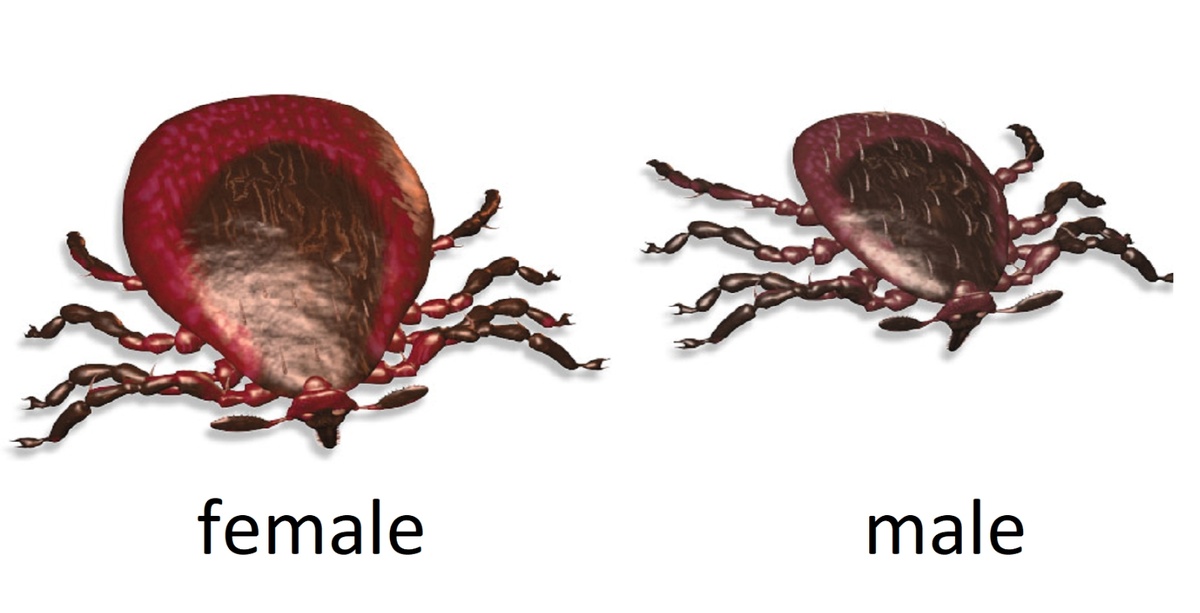    Внешний вид самки и самца черноногого клеща. Источник фотографии: wikipedia.org