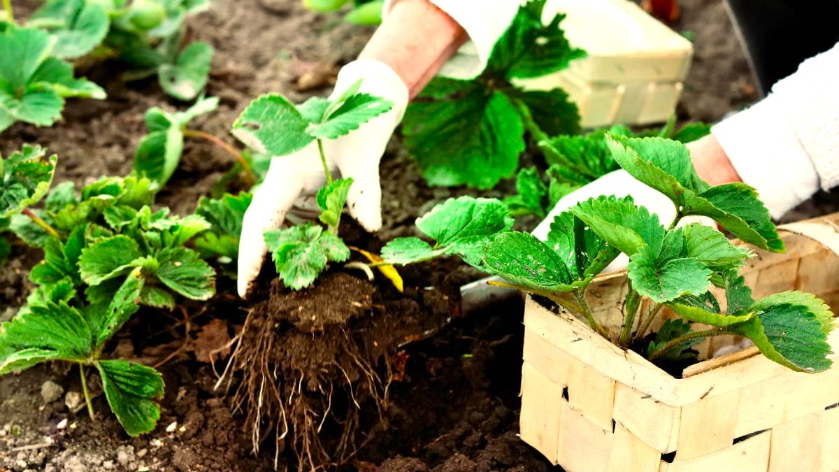 посадка клубники