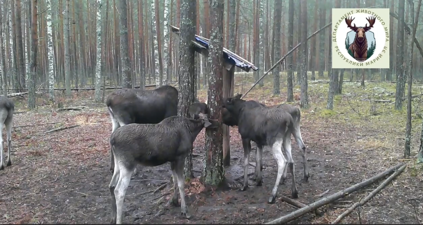    Департамент животного мира Марий Эл