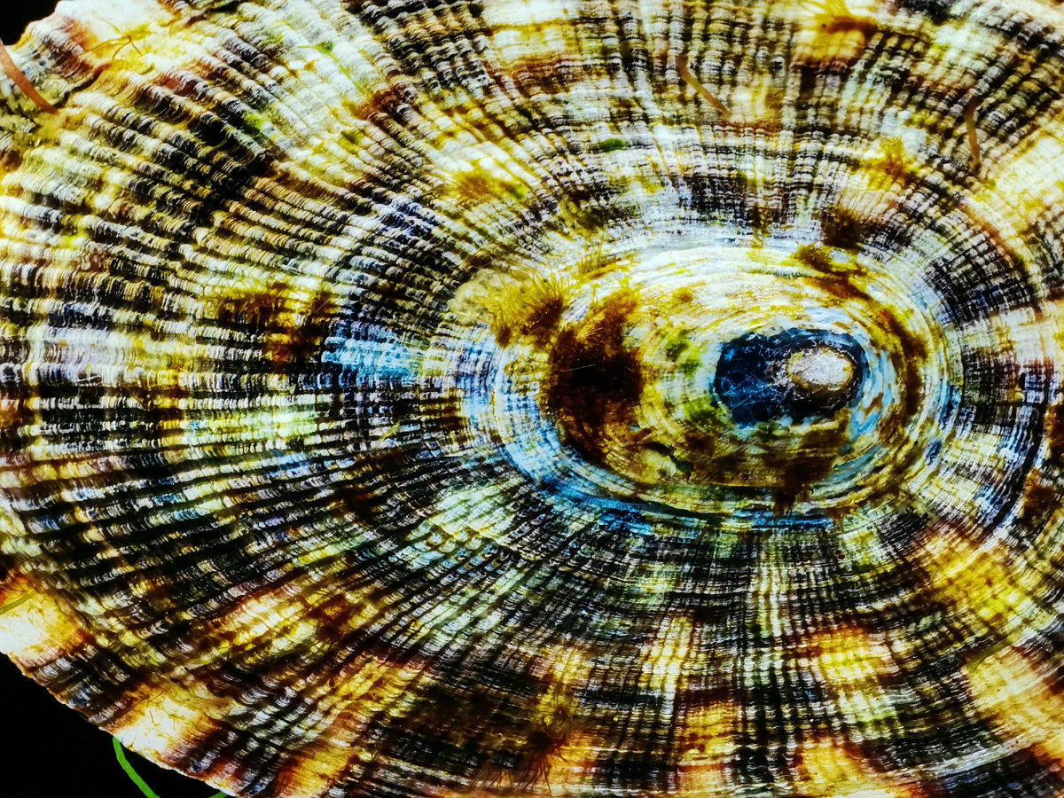 В природе воронки используются в качестве сетей для захвата тех, кто в них попадёт, привлечённый запахом или под действием гравитации. Воронка направляет попавшее в неё существо в центр или в качестве пищи, или в качестве опылителя для цветов.