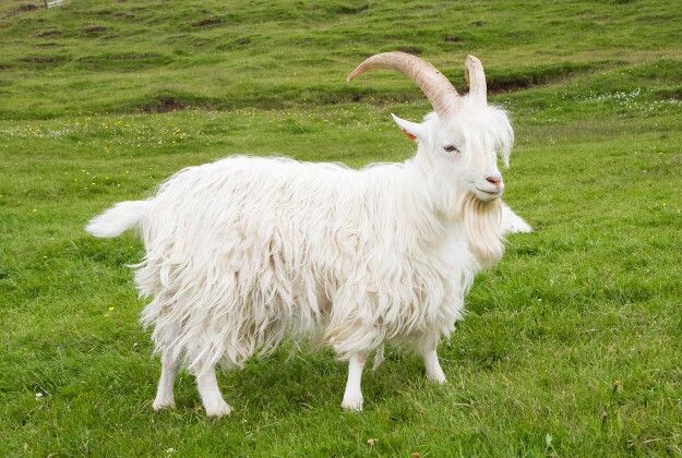 Кашемировая козочка