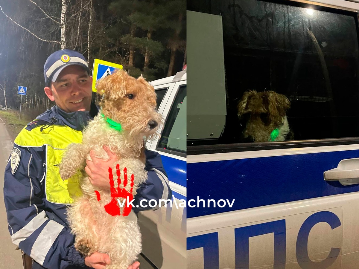 Фото: ГУ МВД России по Челябинской области