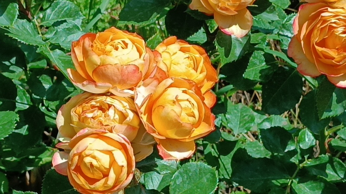 Спрей-роза Беби Романтика (Baby Romantica)