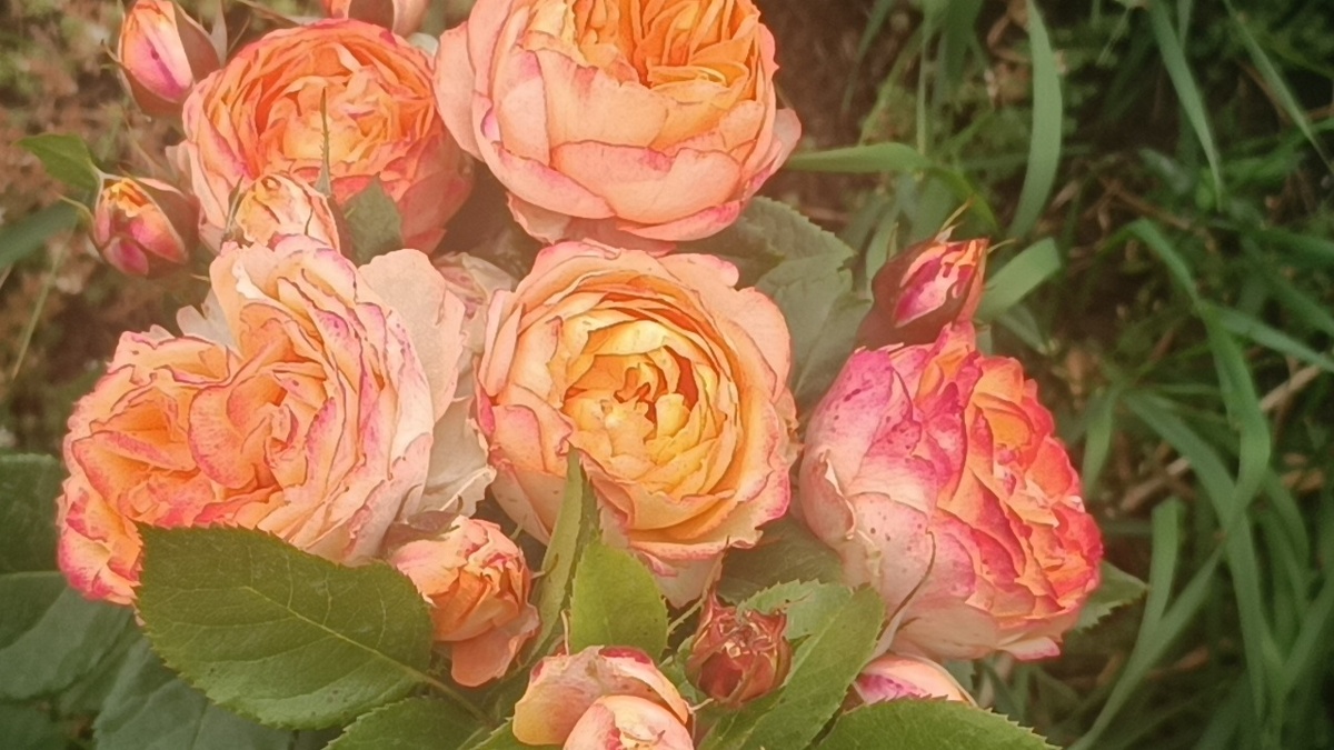 Спрей-роза Беби Романтика (Baby Romantica)