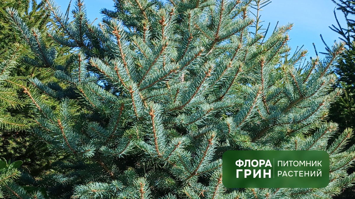 питомник растений Флора Грин