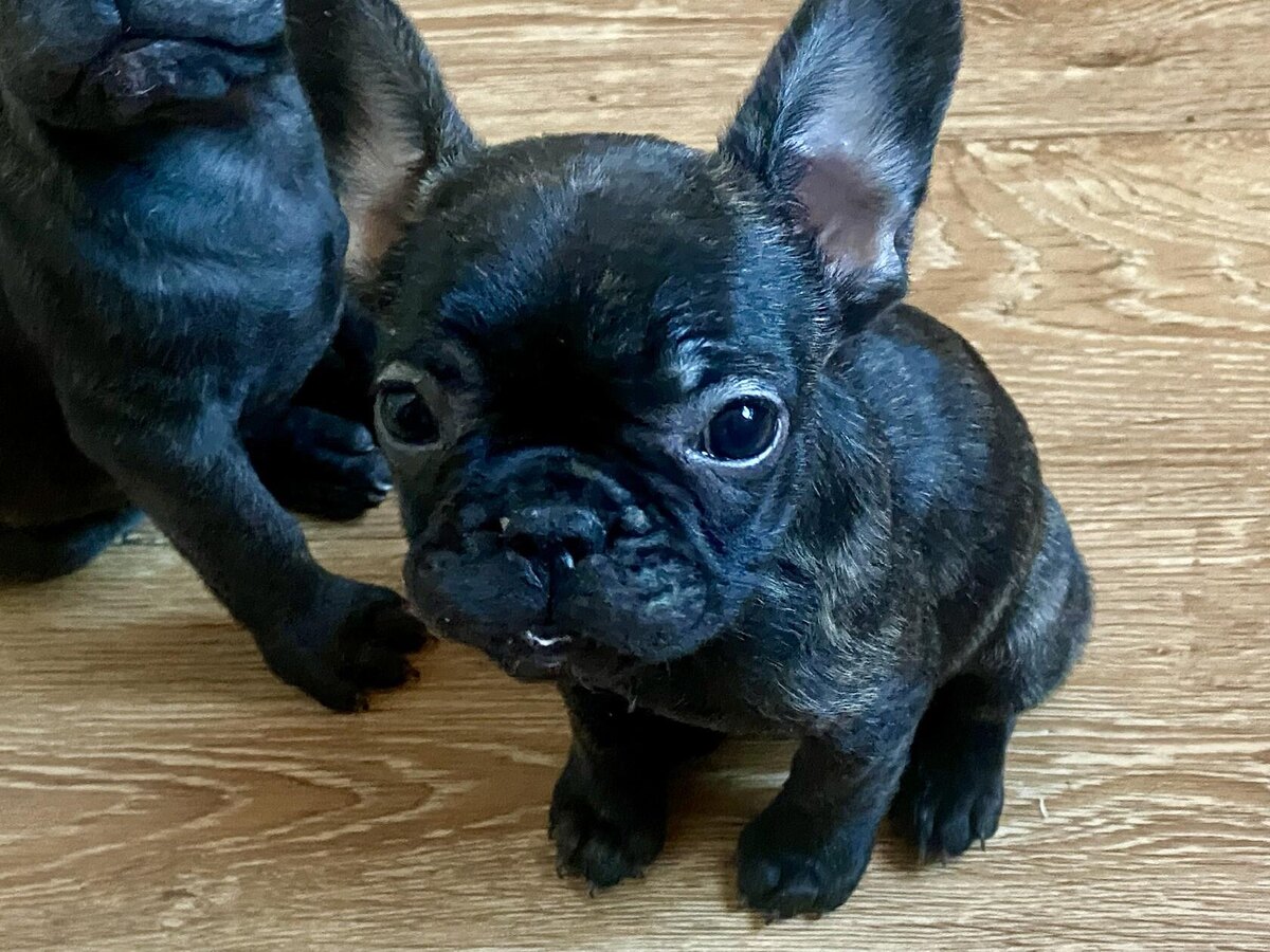 Это Гретта. Опять свой нос куда-то сунула, вся мордяха грязная. А там её брат ⏩⏩