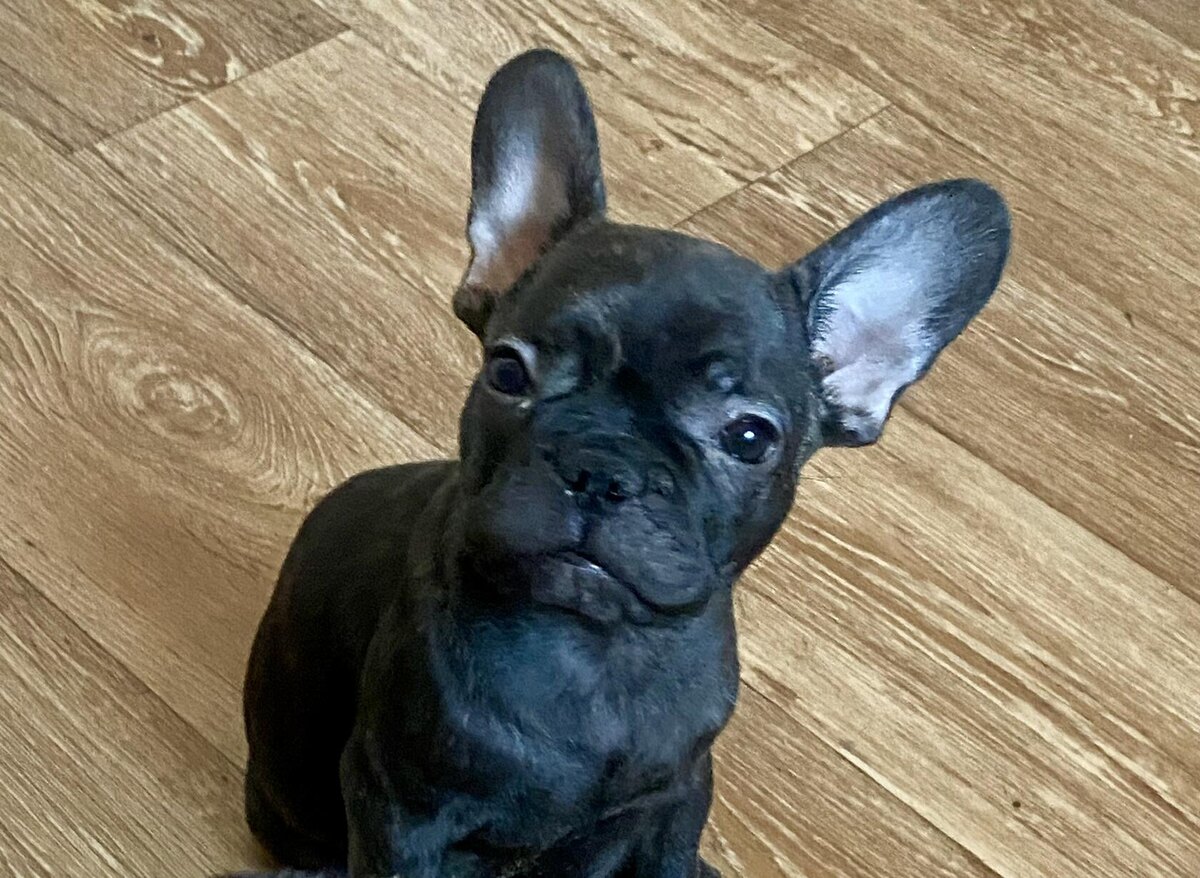 А это Гарри. На месте не сидит, поэтому хороший кадр с ним поймать нереально ))