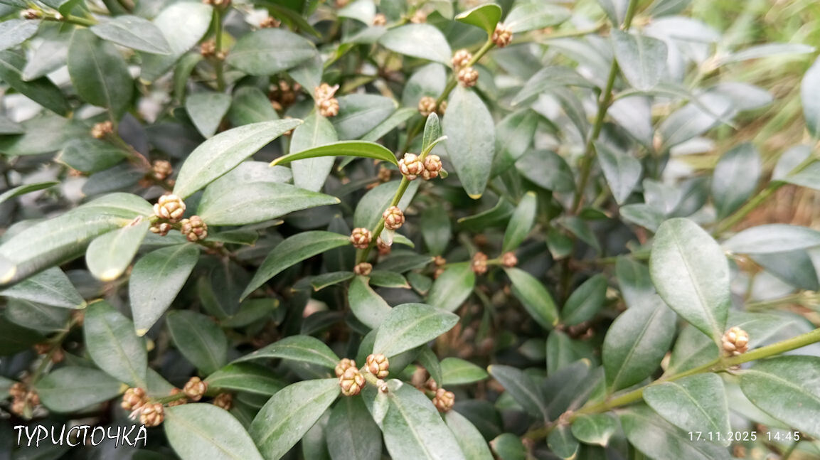 Цветут самшиты в моём саду