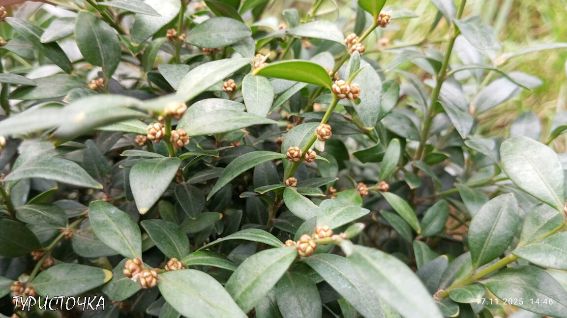 Этот сорт растёт под окнами моей спальни