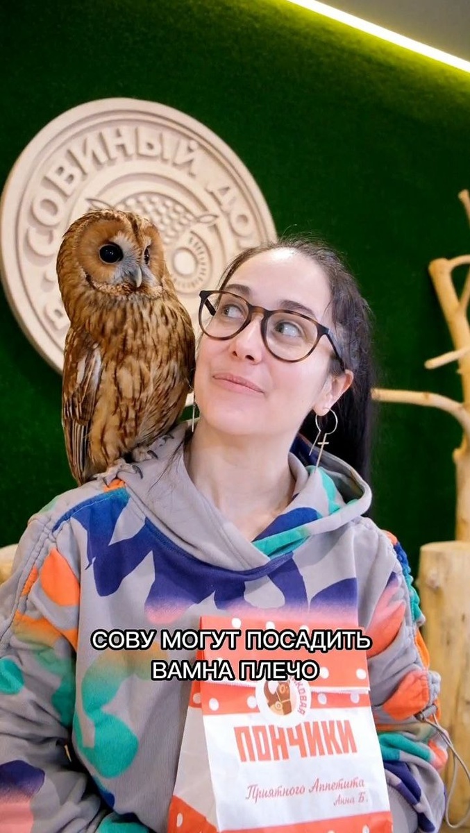 рыжая неясыть на плече