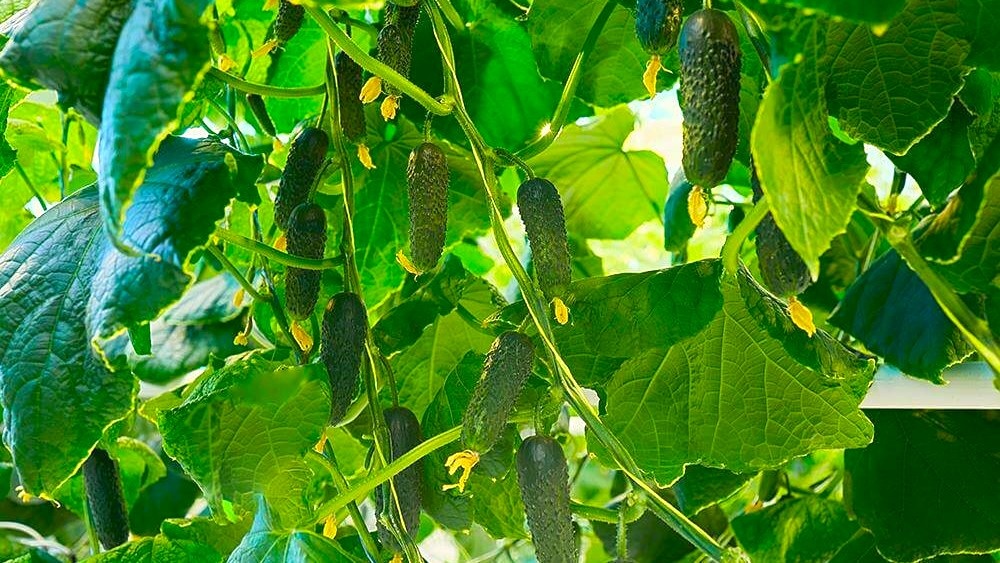 партенокарпические гибриды огурцов