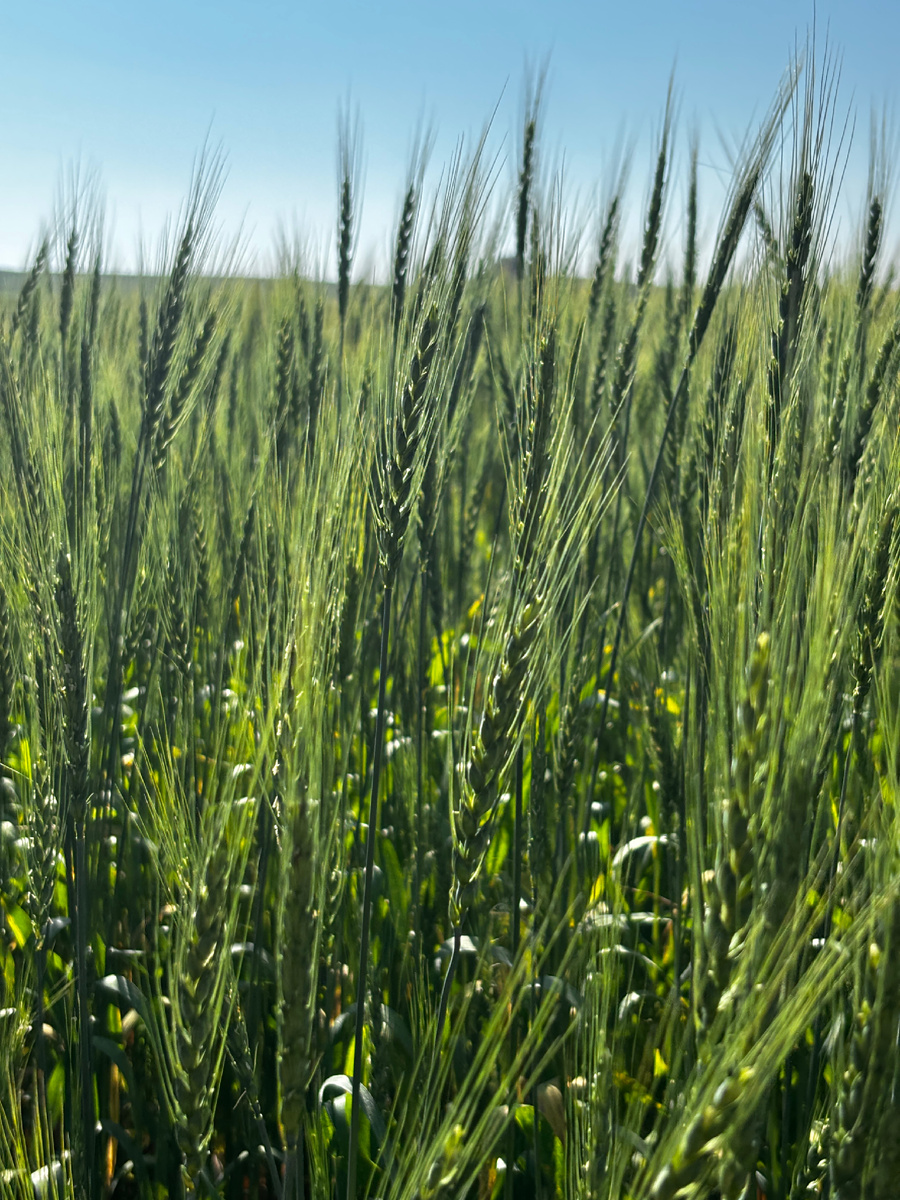 Чрез колосья к бескрайней тайге 