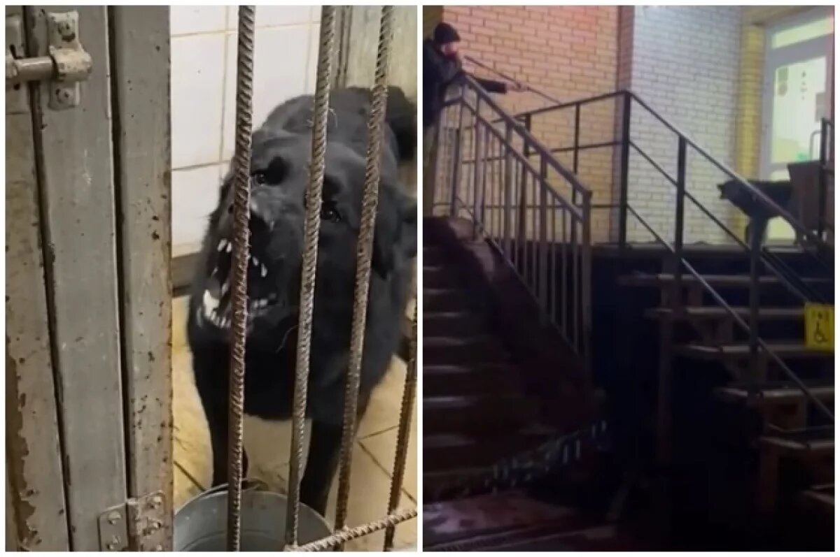    Пёс лаял на прохожих и никого к себе не подпускал