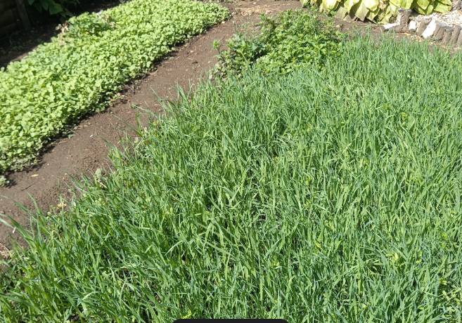 Сидераты: друг или враг? 3 закона, без которых они истощают почву