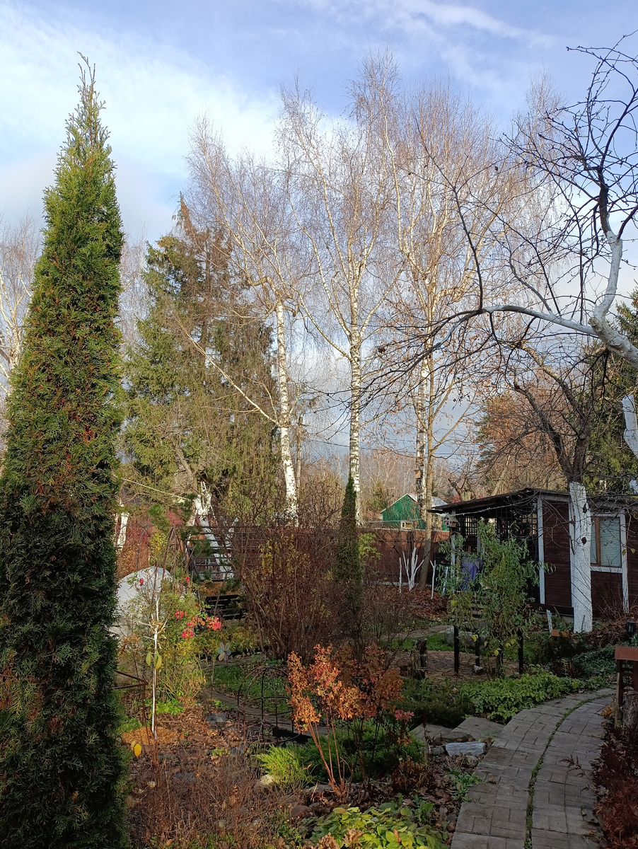 Березы перед обрезкой, ноябрь 2025 г