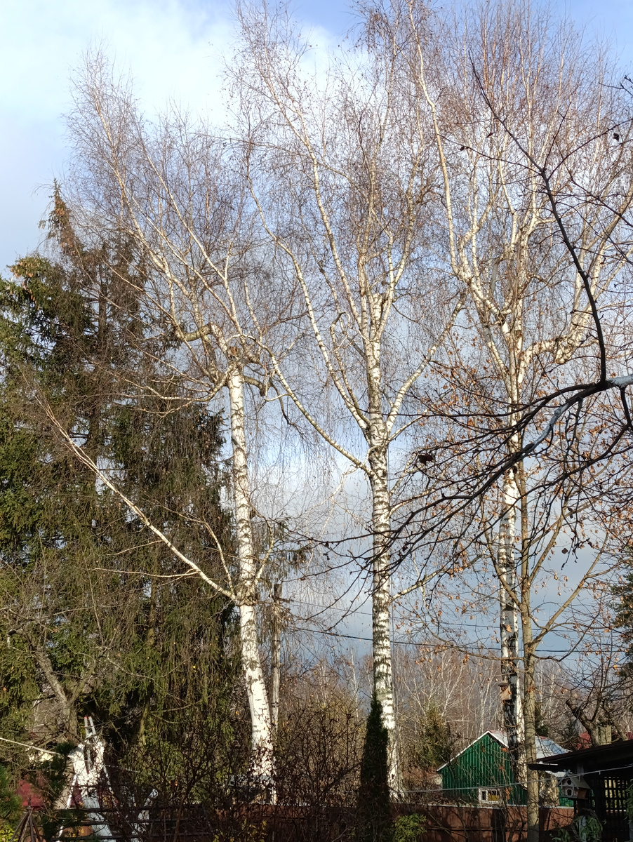 Березы перед обрезкой, ноябрь 2025 г