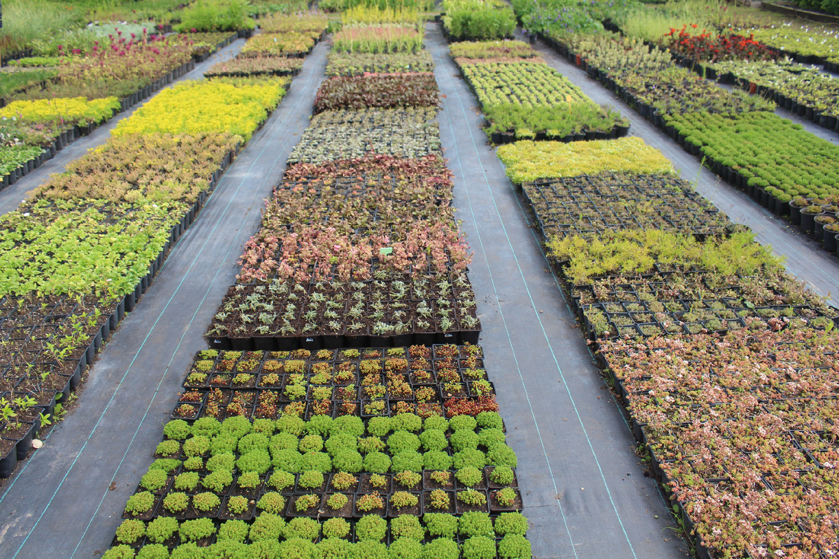 Производственные поля Северной флоры, фото из моего архива