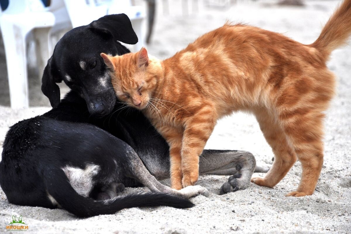 Милый рыжий кот и собака 