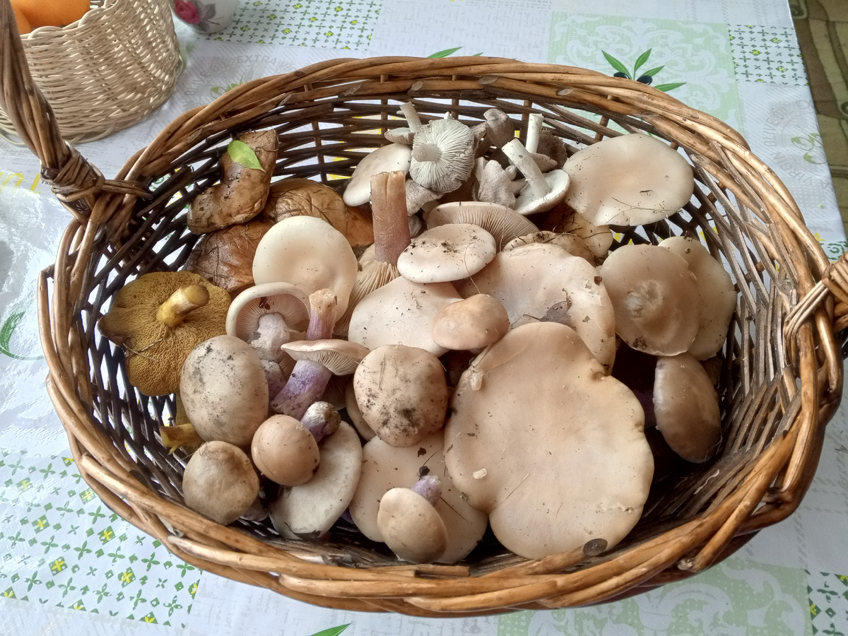 Наш урожай. В корзине синеножка, маслята и мышата