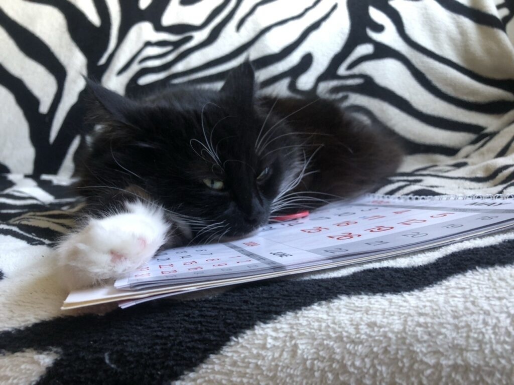    Фото: Петроград / Анастасия Смирнова